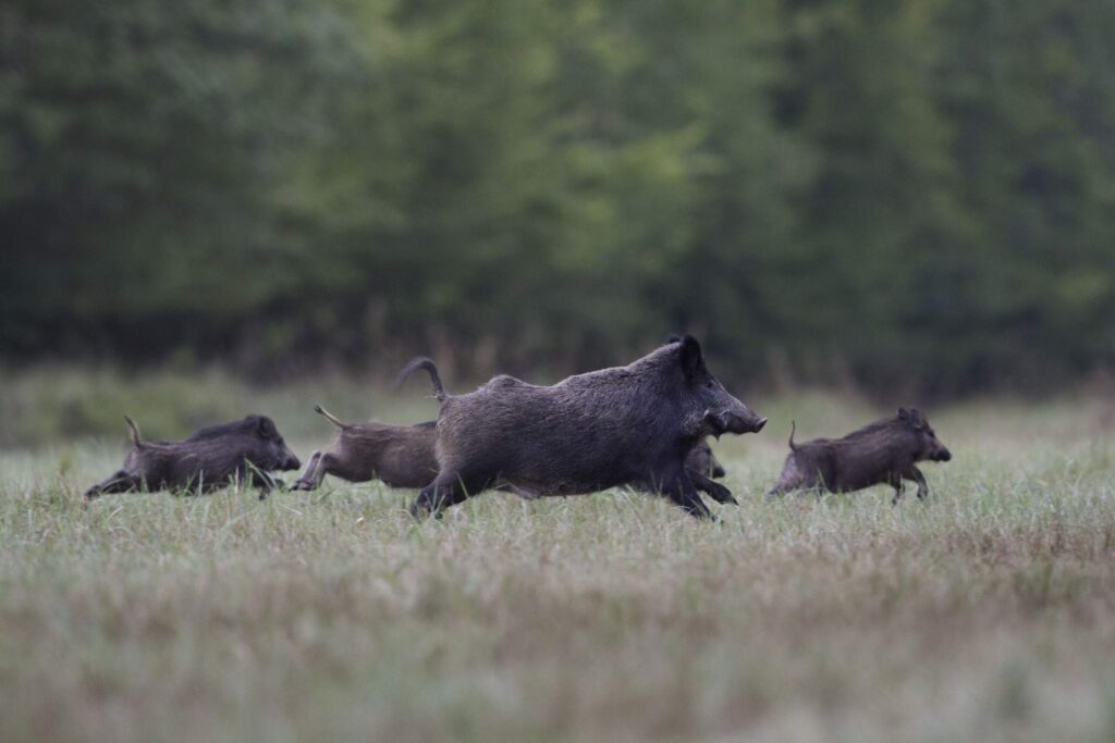 Les dégâts causés par le grand gibier représentent un défi constant pour les agriculteurs. CP Julie Joudrain
