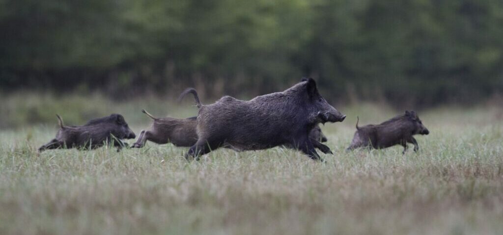 Les dégâts causés par le grand gibier représentent un défi constant pour les agriculteurs. CP Julie Joudrain