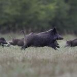 Les dégâts causés par le grand gibier représentent un défi constant pour les agriculteurs. CP Julie Joudrain