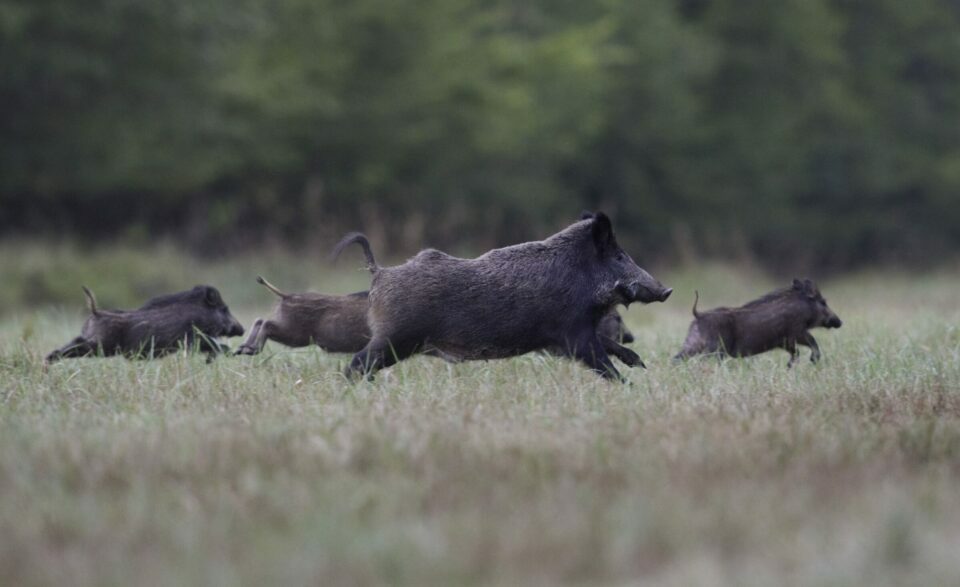 Les dégâts causés par le grand gibier représentent un défi constant pour les agriculteurs. CP Julie Joudrain
